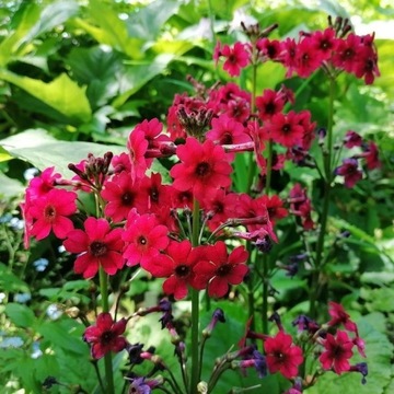 Pierwiosnek japoński / Primula japonica Miller's Crimson