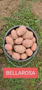 Ziemniaki Jadalne Bellarosa 24kg