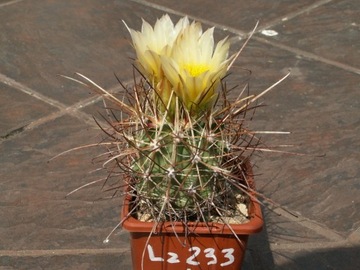Sclerocactus parviflorus ssp. terrae-canyonae