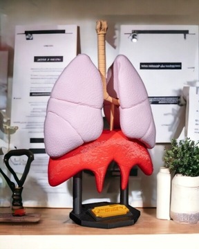 Model anatomiczny płuc 43 cm Druk 3D