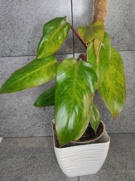 Philodendron painted lady 