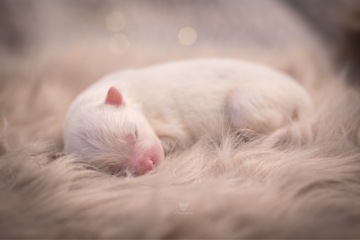 Szczenięta Samoyed Zkwp FCI LODZ