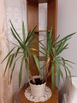 Juka jukka yucca 90 cm.