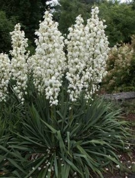 Juka karolińska - Yucca filamentosa