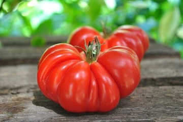 Pomidor malinowy Costoluto Fiorentino sadzonka eko