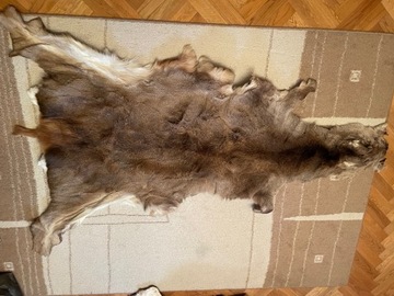 duża skóra z jelenia: dywan lub na ścianę
