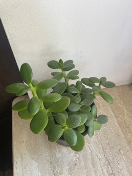 Crassula ovata/grubosz/drzewko szczęścia