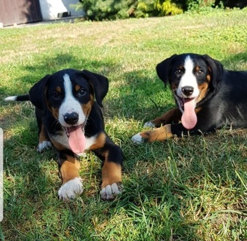 Appenzeller Sennenhund FCI