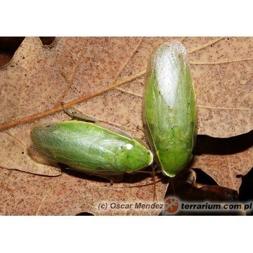 Karaczan zielony Panchlora nivea karma karmówka