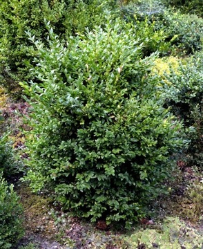 Bukszpan wieczniezielony 'Arborescens' Buxus 060