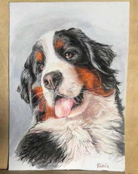 Pies Berneński obraz akwarela 20,5 x 29,5 cm