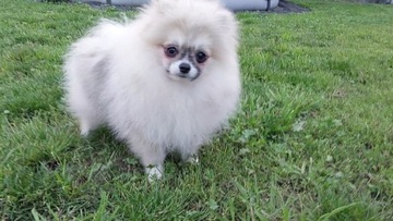 Pomeranian szpic miniaturowy 