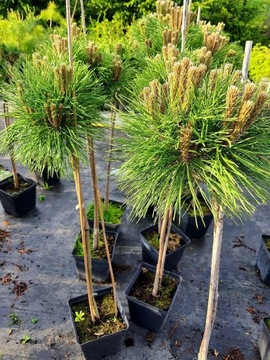 Pinus densiflora 'Low Glow' szczepiona na pniu 