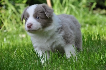 Szczenięta Border Collie ZKwP FCI