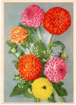 Pocztówka Kwiaty wydanie niemieckie Cellaro