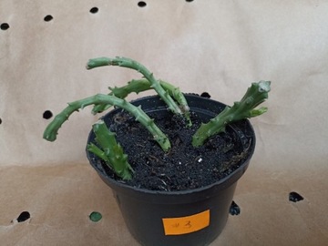 Stapelia - Orbea variegata sukulent
