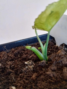 Syngonium Roxanna rosnąca sadzonka