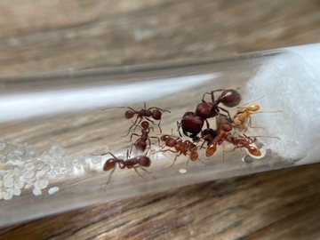 Mrówki Pogonomyrmex badius Q+7-10