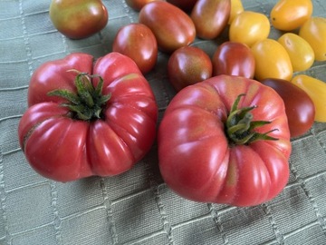 Pomidor malinowy Lithuanian