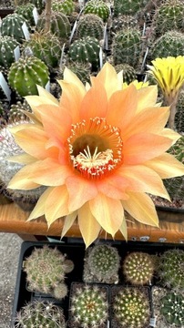 kaktus Echinopsis hybryd 1-2012