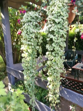 Sadzonka - bluszczyk kurdybanek variegata