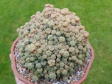 Lophophora jourdaniana cv Ol'pupper szczepiona