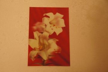 Widokówka 3D stara - kwiaty białe lilie 