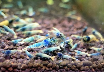 Krewetki Taiwan Bee Blue Bolt 20szt. deep blue bolt/blue bolt