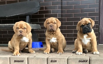 Dogue de Bordeaux Dog Bordoski Mastif szczenięta 