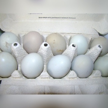 Jaja lęgowe niebieskie/zielone