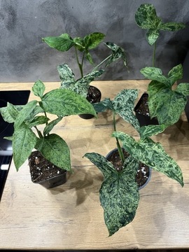 Syngonium Mottled Mojito. Kolekcjonerska