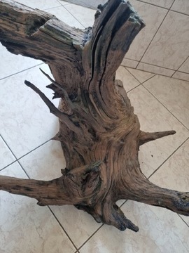 Korzen drzewa liściastego. 60x53x70 cm.
