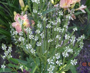 Werbena hastata verbena hastata 1000 nasion