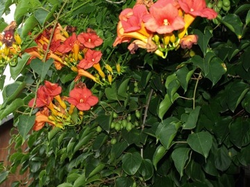 Milin amerykański campsis radicans 30  n/23