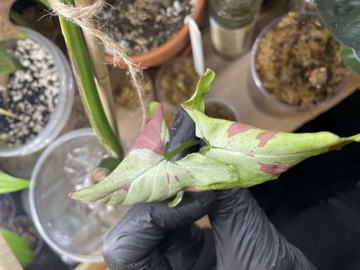 Syngonium orm nagpum variegata