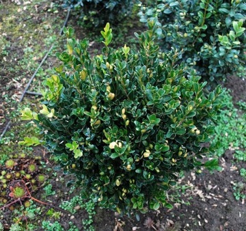 Bukszpan wieczniezielony 'Green Ballon' Buxus 099