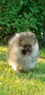 Szpic miniaturowy pomeranian