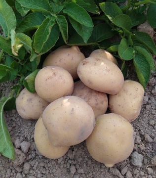 Ekologiczne ziemniaki od rolnika CONNECT 15 kg