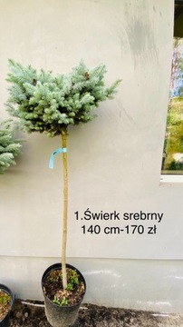 Świerk srebrny 140 cm nr 1