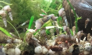 10 sztuk - Świderki pożyteczne ślimaki do akwarium