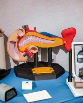 Anatomiczny model trzustki | Druk 3D