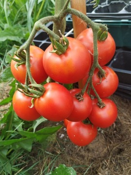 Nasiona pomidora Stupice  - Karma dla rybek 