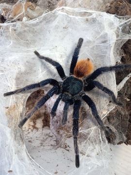 Chromatopelma cyaneopubescens samiec dorosły