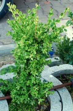 Bukszpan drobnolistny 'Trompenburg' Buxus 033