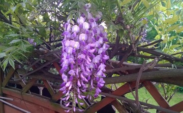 Wisteria Glicynia chińska sadzonka 