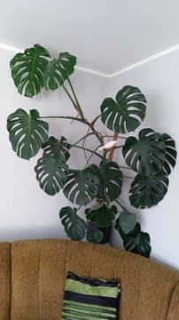 MONSTERA (1,70m)