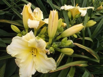 liliowiec wielkokwiatowy sadzonka 5150