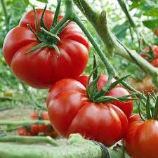 Pomidor Marmande nasiona kolekcjonerskie