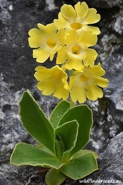 Primula auricula ssp hungarica Pierwiosnek