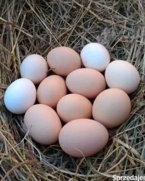 Jajka kurze świeże Bio prosto z gospodarstwa!